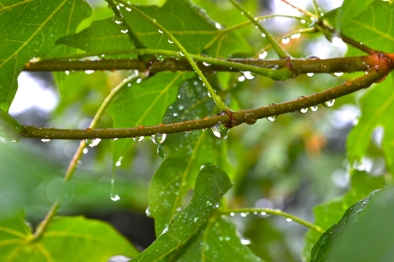 Illustration for article titled Pictures After a Rainstorm